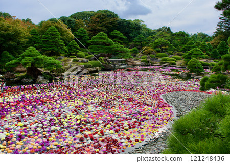Scenery of a Japanese garden and pond with colorful dahlias Scenery of a Japanese garden and pond with colorful dahlias 121248436
