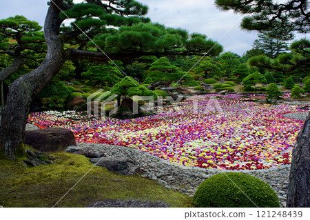 日本花園和色彩繽紛的大麗花池塘的風景 121248439