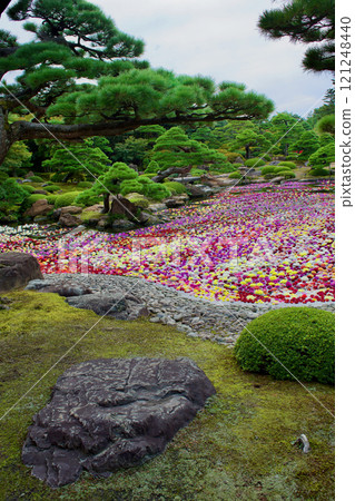 日本花園和色彩繽紛的大麗花池塘的風景 日本花園和色彩繽紛的大麗花池塘的風景 121248440