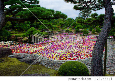 日本花園和色彩繽紛的大麗花池塘的風景 121248441