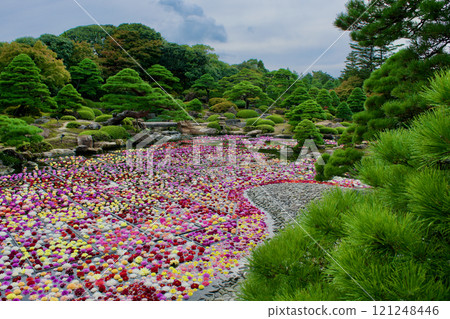 Scenery of a Japanese garden and pond with colorful dahlias 121248446
