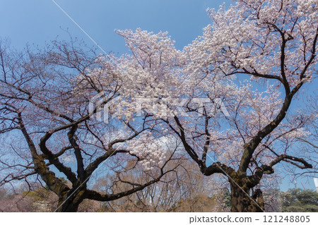 Beautiful cherry blossom viewing or Hanami at Ueno Park, Tokyo and Japanese people consider important. This flower blooms only once a year, symbolizing the beginning of spring 121248805