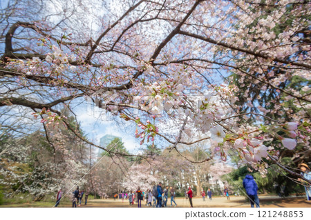 Beautiful cherry blossom viewing or Hanami at Ueno Park, Tokyo and Japanese people consider important. This flower blooms only once a year, symbolizing the beginning of spring 121248853