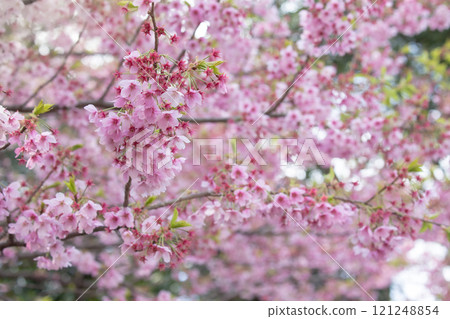 Beautiful cherry blossom viewing or Hanami at Ueno Park, Tokyo and Japanese people consider important. This flower blooms only once a year, symbolizing the beginning of spring Beautiful cherry blossom viewing or Hanami at Ueno Park, Tokyo and Japanese people consider important. This flower blooms only once a year, symbolizing the beginning of spring 121248854