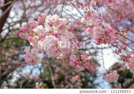 Beautiful cherry blossom viewing or Hanami at Ueno Park, Tokyo and Japanese people consider important. This flower blooms only once a year, symbolizing the beginning of spring 121248855