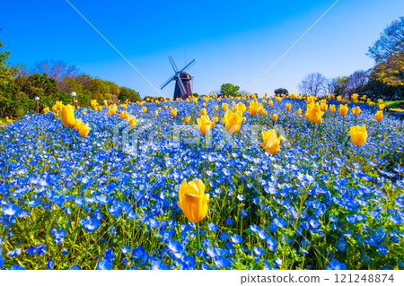 Nemophila, tulips and windmill 121248874