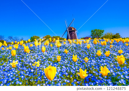 Nemophila, tulips and windmill 121248875
