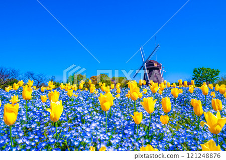 Nemophila, tulips and windmill 121248876