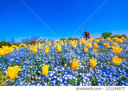 Nemophila, tulips and windmill 121248877
