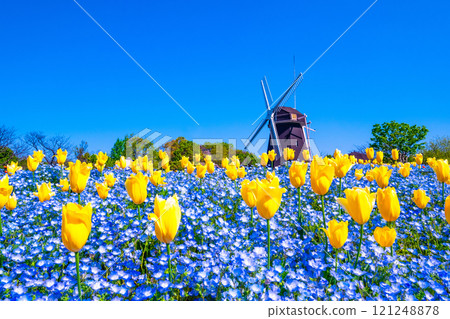 Nemophila, tulips and windmill 121248878