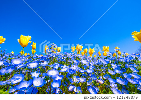 親蠅和郁金香的競爭 親蠅和郁金香的競爭 121248879