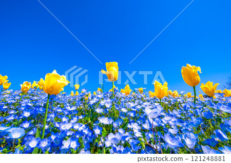 親蠅和郁金香的競爭 親蠅和郁金香的競爭 121248881