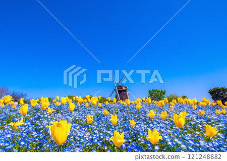 Nemophila, tulips and windmill 121248882