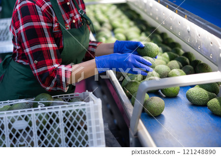 Fresh appetizing avocado running on rolling conveyor of production line 121248890