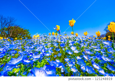 Competition of nemophila and tulip 121248919