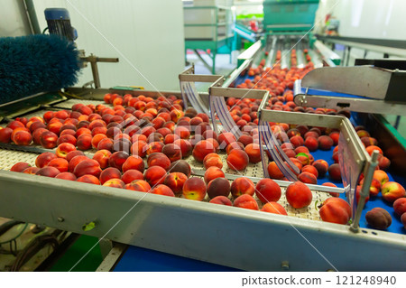 Fresh peaches on conveyor Fresh peaches on conveyor 121248940