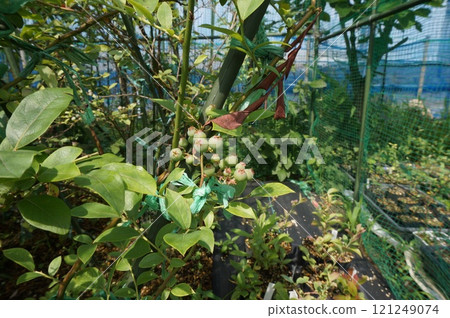 藍莓插條 121249074