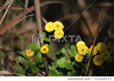 Yellow small chrysanthemum flowers blooming in a winter field in December Yellow small chrysanthemum flowers blooming in a winter field in December 121249173