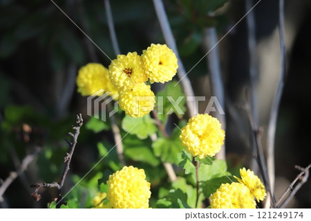 Yellow small chrysanthemum flowers blooming in a winter field in December Yellow small chrysanthemum flowers blooming in a winter field in December 121249174