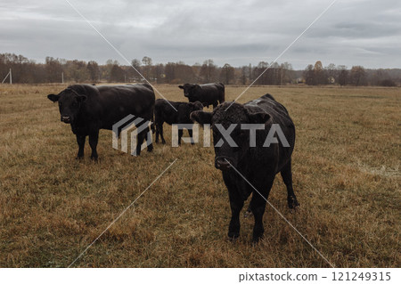 A herd of black Aberdeen Angus bulls standing in a field in autumn. 121249315