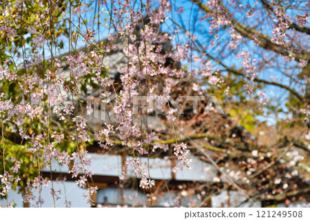 優雅的蓮台寺,美麗的垂枝櫻花(京都府京都市北區) 優雅的蓮台寺,美麗的垂枝櫻花(京都府京都市北區) 121249508