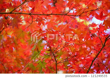 奈良縣生駒市鹿台中央公園的錦楓 6 奈良縣生駒市鹿台中央公園的錦楓 6 121249535
