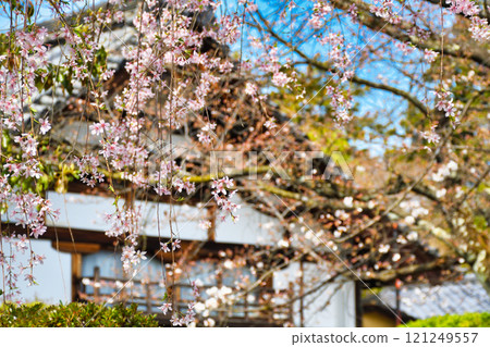 優雅的蓮台寺,美麗的垂枝櫻花(京都府京都市北區) 優雅的蓮台寺,美麗的垂枝櫻花(京都府京都市北區) 121249557