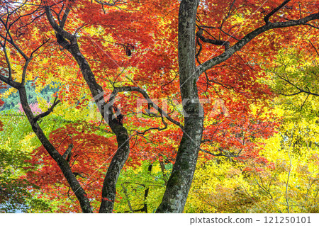 Autumn in Chinzoji Temple 121250101