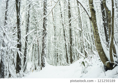Snowy road in the forest 121250189