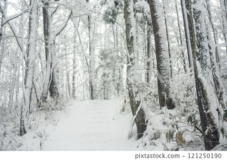斯諾伊路在森林裡 121250190