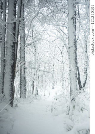 Snowy road in the forest 121250195