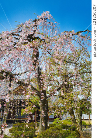 優雅的蓮台寺,美麗的垂枝櫻花(京都府京都市北區) 優雅的蓮台寺,美麗的垂枝櫻花(京都府京都市北區) 121250207