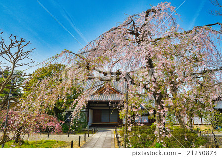 Beautiful weeping cherry blossoms at Johinrendaiji Temple (Kita Ward, Kyoto City, Kyoto Prefecture) 121250873