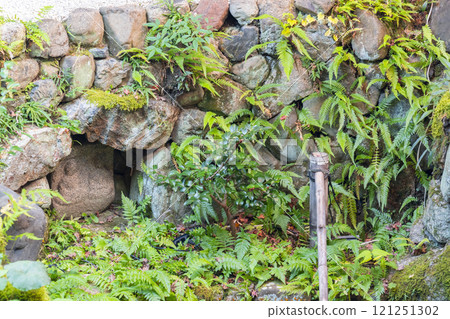 京都的秋天，西陣興勝寺，下坡 121251302