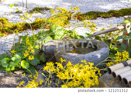 京都的秋天,西陣興勝寺,從雲龍庵看到的花園 京都的秋天,西陣興勝寺,從雲龍庵看到的花園 121251312