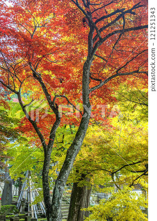 秋天的椿藏寺 121251343