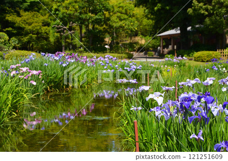 大阪城北鳶尾花園的鳶尾花 121251609