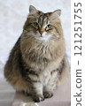 A cat staring at you 121251755