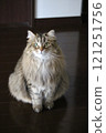 Siberian Fluffy 121251756