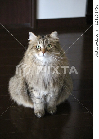 Siberian Fluffy Siberian Fluffy 121251756