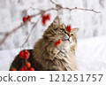 Cat looking at red berries 121251757