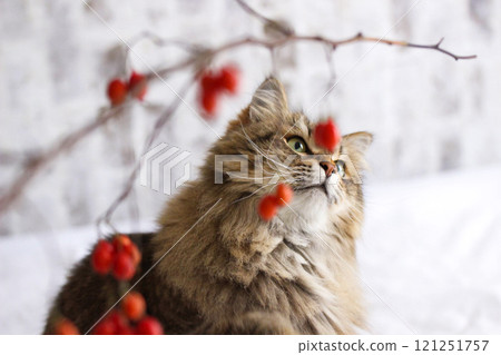 Cat looking at red berries Cat looking at red berries 121251757