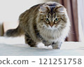 Siberian walking scene 121251758