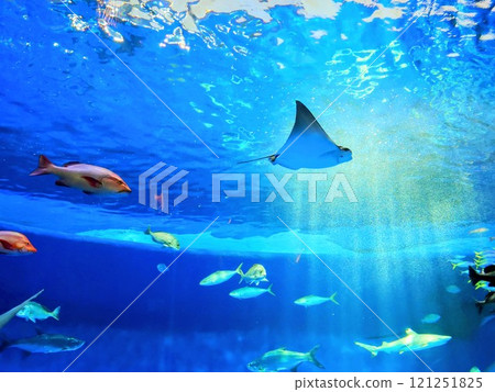 蘇瑪海洋世界 - 熱帶生物，魟魚和魚群在水族館優雅地遊動 121251825