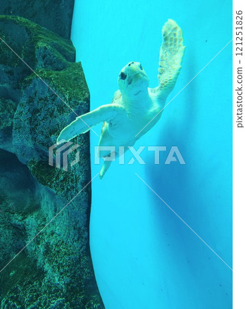 Suma Sea World: Sea turtles swimming gracefully Suma Sea World: Sea turtles swimming gracefully 121251826