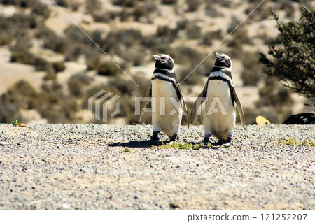 Pair of Patagonian penguins walking together.Patagonia, Argentina Pair of Patagonian penguins walking together.Patagonia, Argentina 121252207