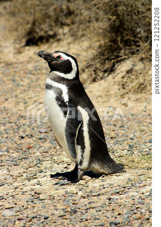 Small Magellanic penguin on a sunny day,Punta Tombo, Argentina Small Magellanic penguin on a sunny day,Punta Tombo, Argentina 121252208