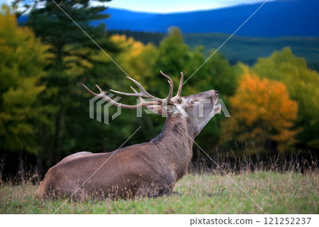 A majestic stag calls out in an autumn landscape surrounded by vibrant foliage and distant mountains in a serene nature setting 121252237