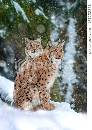 Two lynxes resting in snowy forest landscape during winter wonderland surroundings Two lynxes resting in snowy forest landscape during winter wonderland surroundings 121252238