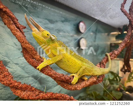 Jackson's chameleon, characterized by three prongs 121252260